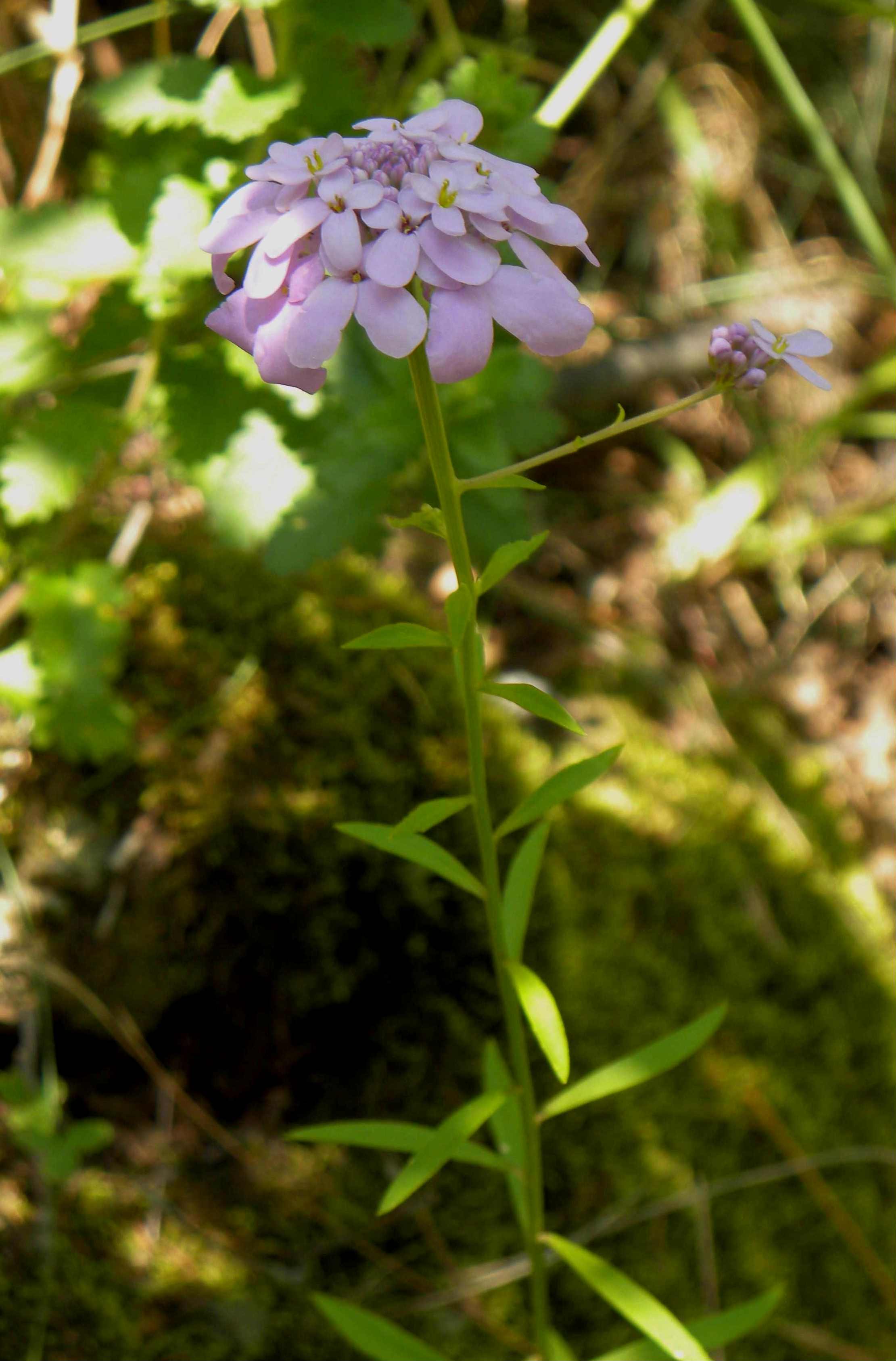 Iberis umbellata / Iberide rossa